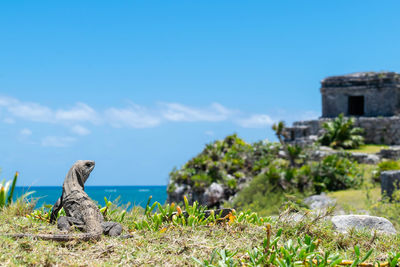 Lizard on field against blue sky