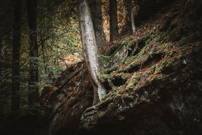 Low angle view of trees in forest