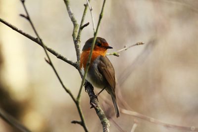 Close-up of bird perching on branch