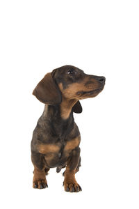 Black dog looking away against white background