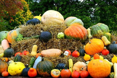 Various pumpkins in market during autumn