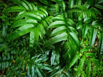 Full frame shot of fresh green plants