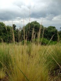 Scenic view of field against cloudy sky