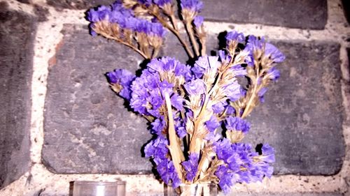 Close-up of purple flowers