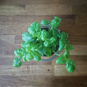 Close-up of green leaves on wooden table