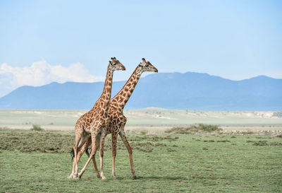 View of giraffe on field against sky