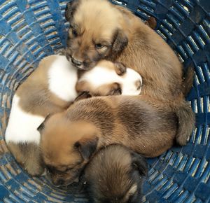 High angle view of puppy sleeping