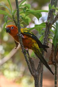 Close-up of bird perching on branch