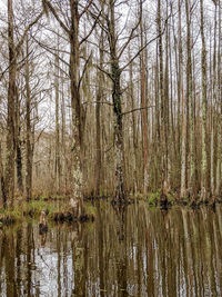 Scenic view of lake in forest