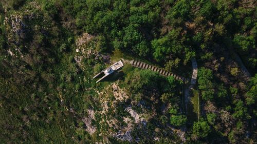 High angle view of trees and plants in forest