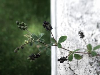 Close-up of flowering plant