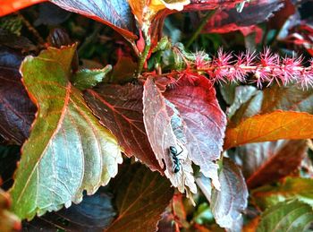 Close-up of leaves