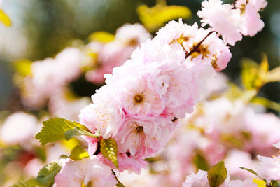 Close-up of pink cherry blossoms in spring