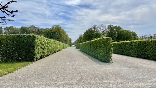 Empty road amidst trees against sky