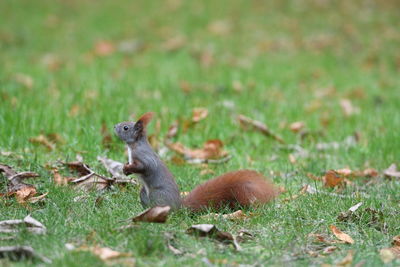 Squirrel on field