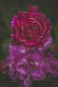 Close-up of wet pink rose blooming outdoors