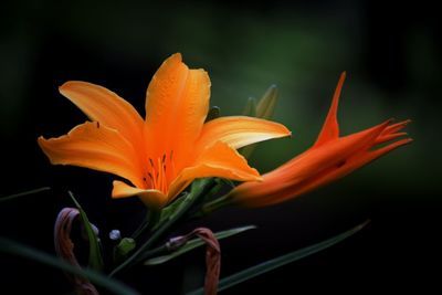 Close-up of orange flower