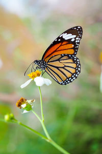 Close-up of butterfly pollinating on flower