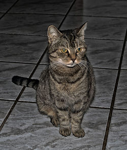 Portrait of a cat sitting on floor