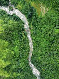 High angle view of road amidst trees