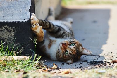Close-up of cat stretching while lying by wall