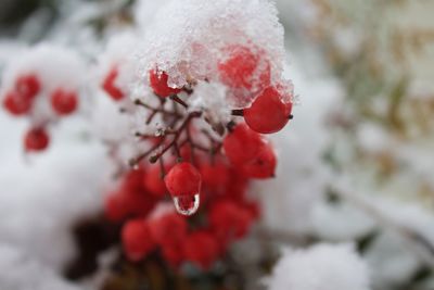 Close-up of frozen berries on tree