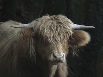 Close-up of highland cattle