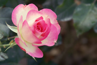 Close-up of pink rose