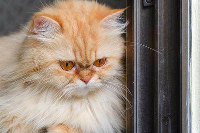 Close-up portrait of cat