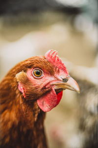 Close-up of rooster