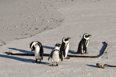 Close-up of humboldt penguins walking on shore