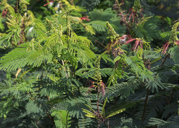 Close-up of pine tree