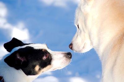 Close-up of dogs against sky