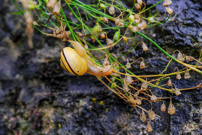 Close-up snail on plant