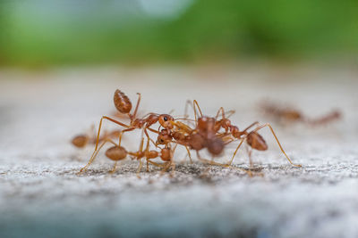 Close-up of ant on leaf