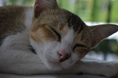 Close-up of cat sleeping on bed