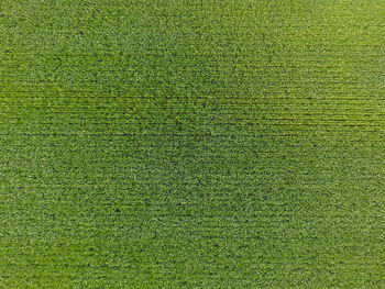 Full frame shot of grass