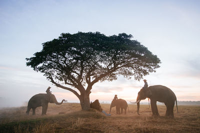 View of elephant on field against sky