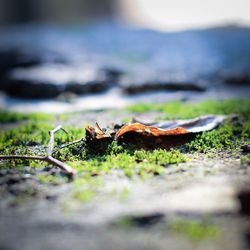 Close-up of insect on land