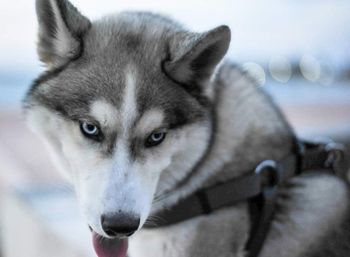 Close-up portrait of dog