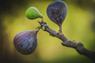 Close-up of fruit growing on tree