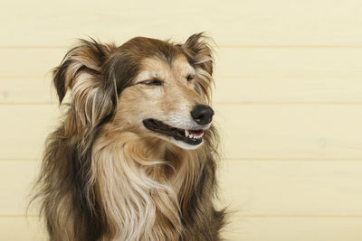 Close-up of a dog looking away