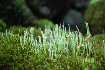 Close-up of wheat growing on field