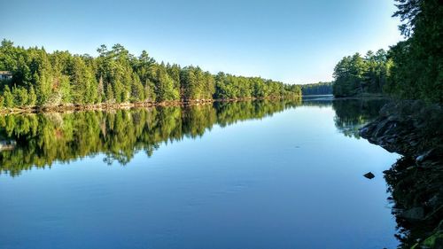 Reflection of trees in calm lake