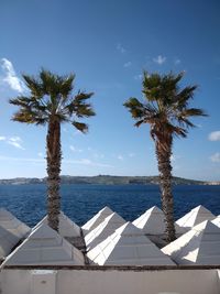 Palm tree by sea against sky