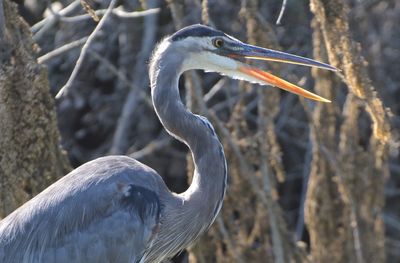 Close-up of a bird