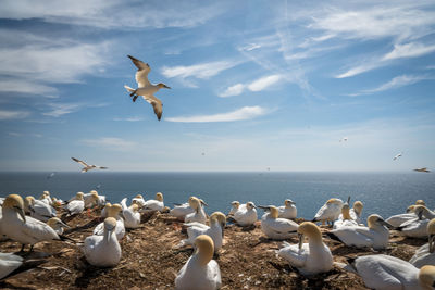 Seagulls flying over sea against sky