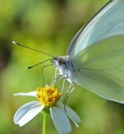 Close-up of insect on flower