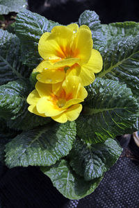 Close-up of yellow flowers blooming outdoors