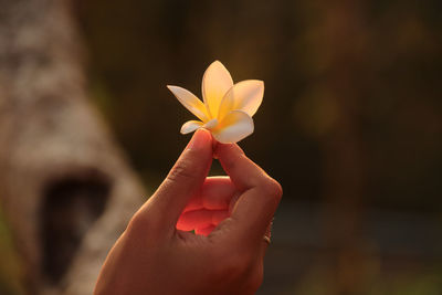 Close-up of hand holding flower against blurred background